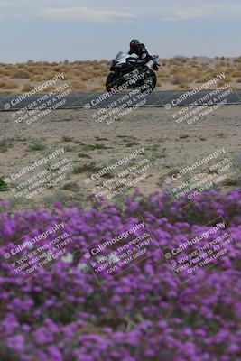 media/Jan-14-2023-SoCal Trackdays (Sat) [[497694156f]]/Turn 14 Exit Bloomig (145pm)/